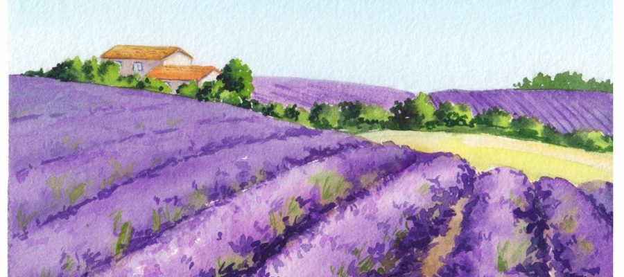 Lavender Fields in Provence, spiritual home of Rose Wine | P!nk | Billy Joel