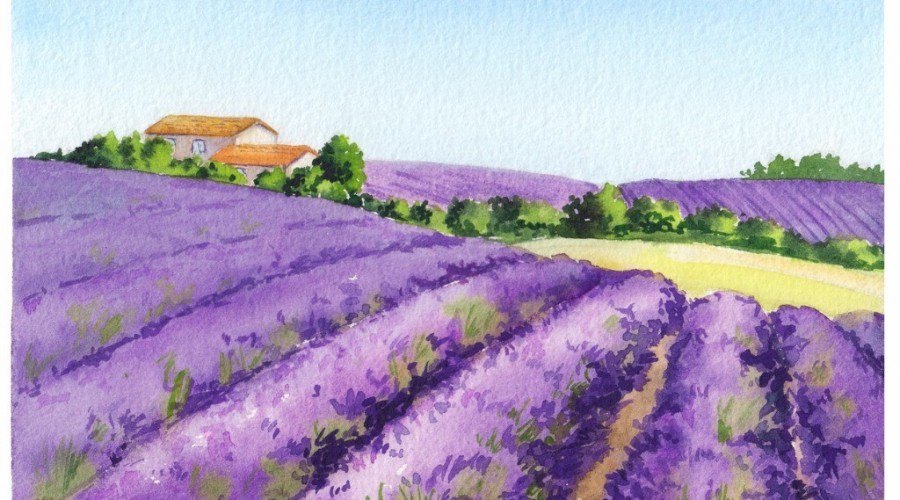 Lavender Fields in Provence, spiritual home of Rose Wine | P!nk | Billy Joel